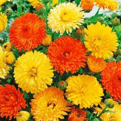 Ringelblume Farbmischung 0,5g 
