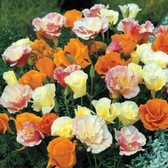 Eschsholzia FARBMISCHUNG 0,1g 