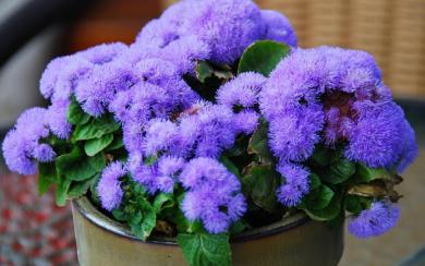 Ageratum BLAU 0,1g 