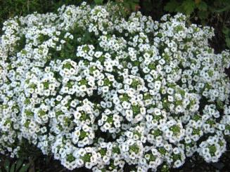 ALISSUM Schneeteppich 0,1g 