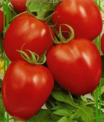 KÄMPFER Tomate 15st 