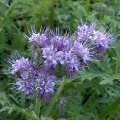 Phacelia 500g lose 