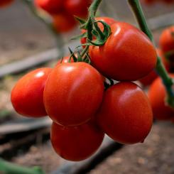 Томат Банти (КС 3819 ) F1 (Kitano Seeds) 10шт 