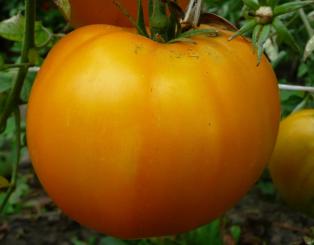 HONIG Tomatensamen 20st 