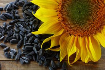 Sonnenblume LAKOMKA 5g 