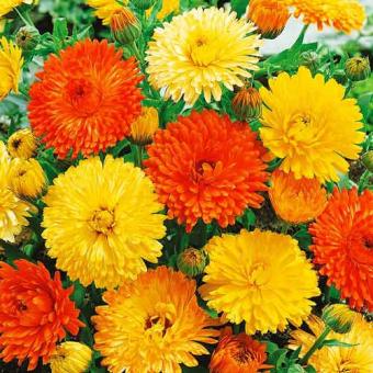 Ringelblume Farbmischung 0,5g 