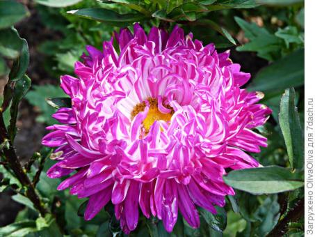 Astra GRAUE DAME 0,2g 