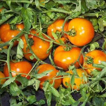 Томат "Айсан (КС 18) F1" (Kitano Seeds) 10шт 