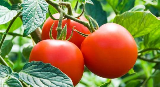 DUBOK Tomate 20st 