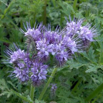 Phacelia 500g lose 