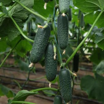 Огурец Такери (КС 70) F1 (Kitano Seeds) 10шт 
