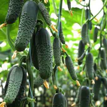 Огурец Синклер (KС 80) F1 (Kitano Seeds) 10шт 